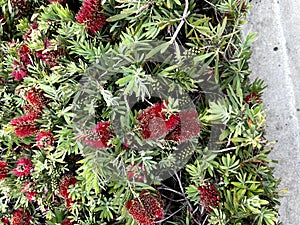 Callistemon 'Little John' , Dwarf Callistemon