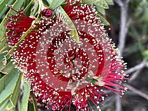 Callistemon 'Little John' , Dwarf Callistemon