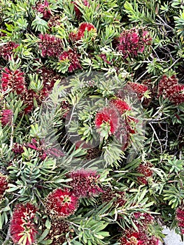 Callistemon 'Little John' , Dwarf Callistemon