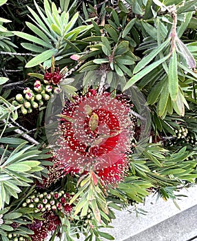 Callistemon 'Little John' , Dwarf Callistemon