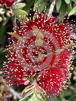 Callistemon 'Little John' , Dwarf Callistemon