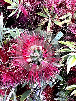 Callistemon 'Little John' , Dwarf Callistemon