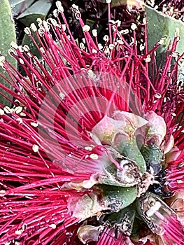 Callistemon 'Little John' , Dwarf Callistemon