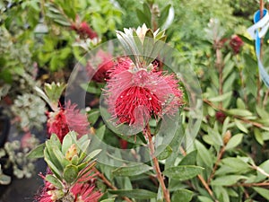 Callistemon 'Masotti Mini Red'