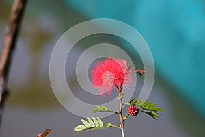 Callistemon Orange red bottle brush flower