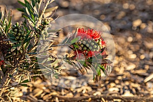 A Callistemon plant growing at the Californian coast, with a shallow depth of field