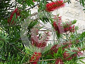 Callistemon - Red bottle brush flowers - Flowers of Portugal 