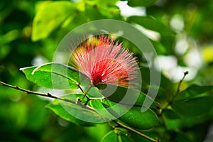 Callistemon in Red Bottlebrush Flower