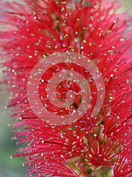 Callistemon red bottlebrush flower extreme closeup