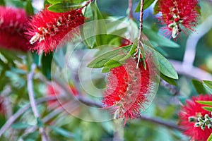 Callistemon , red bottlebrush flowers . Summer background. Selective focus