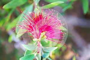 Callistemon rigidus