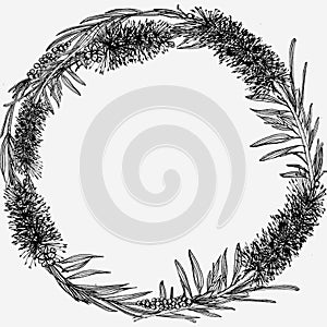 Callistemon. Round shape. Hand drawn