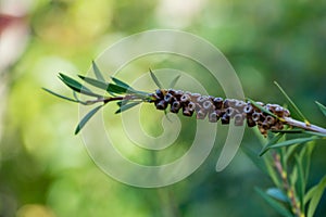 Callistemon seed boxes Callistemon rigidus may be citrinus on branch on beautiful green bokeh background.