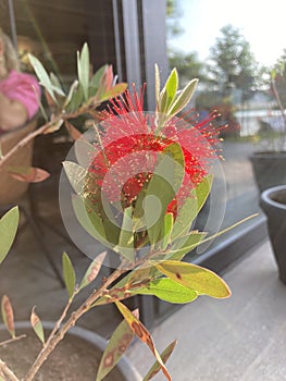 Callistemon is a shrub from the Myrtaceae family