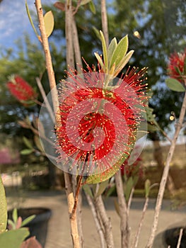 Callistemon is a shrub from the Myrtaceae family