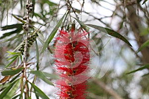 Callistemon species have commonly been referred to as bottlebrushes