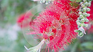 Callistemon photo