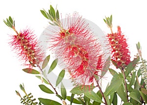 Callistemon in studio