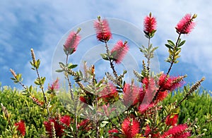 Callistemon vimidinalis, a ornamental shrub in the family Myrtaceae photo