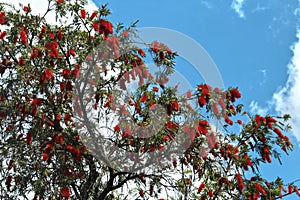 Callistemon viminalis or Creek bottlebrush tree