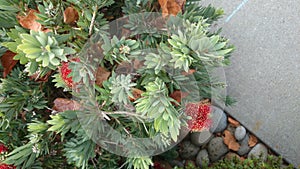 Callistemon viminalis Little John