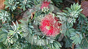 Callistemon viminalis Little John