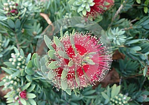 Callistemon viminalis Little John