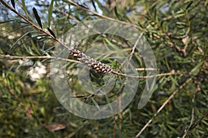 Callistemun citrinus branch close up