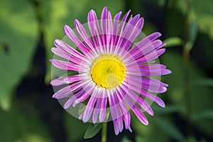 Callistephus, chinensis in bloom, one flower