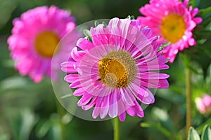 Callistephus chinensis. Blossoming of a plant