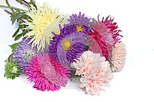 Callistephus chinensis multi-colored flowers isolated