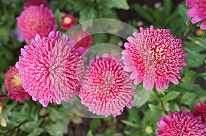 Callistephus chinensis pink flowers