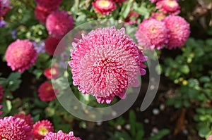 Callistephus chinensis pink flowers