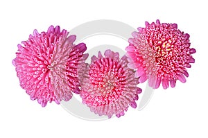 Callistephus chinensis pink flowers isolated on white