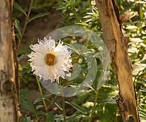 A Callistephus in the garden with white flower and yellow in the middle