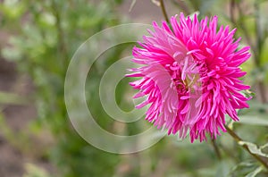 Callistephus in pink bloom. Pink flower with copy space