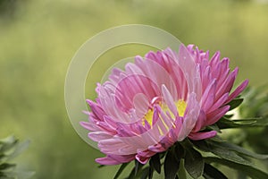 Callistephus pink flower in the garden. Autumn flower