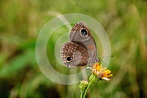 Callisto herophile butterfly