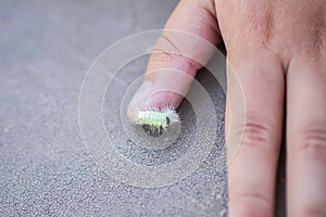 Calliteara pudibunda hairy fluffy caterpillar