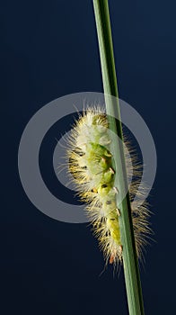 Calliteara pudibunda yellow hairy caterpillar