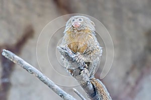 a Callithrix pygmaea, Pygmy marmoset sitting on top of a tree branch,