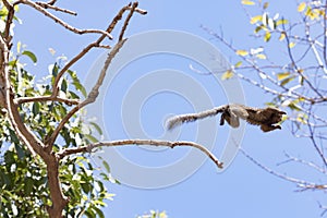 Callithrix - Very Common marmoset species in Brazil named "Sagui". Atlantic forest Biome