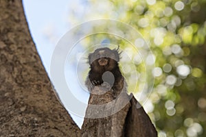 Callithrix - Very Common marmoset species in Brazil named "Sagui". Atlantic forest Biome