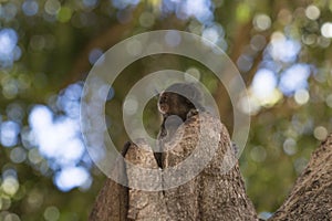 Callithrix - Very Common marmoset species in Brazil named "Sagui". Atlantic forest Biome