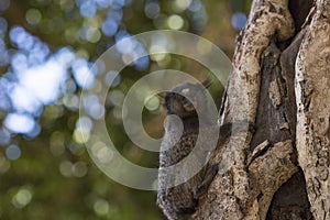 Callithrix - Very Common marmoset species in Brazil named "Sagui". Atlantic forest Biome