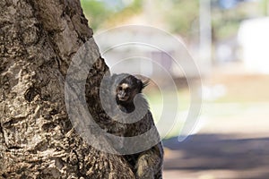 Callithrix - Very Common marmoset species in Brazil named "Sagui". Atlantic forest Biome