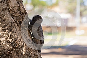 Callithrix - Very Common marmoset species in Brazil named "Sagui". Atlantic forest Biome