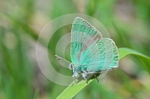 Callophrys danchenkoi butterfly , butterflies of Iran