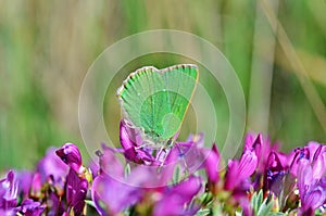 Callophrys paulae butterfly on flower