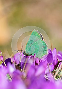 Callophrys paulae butterfly on flower